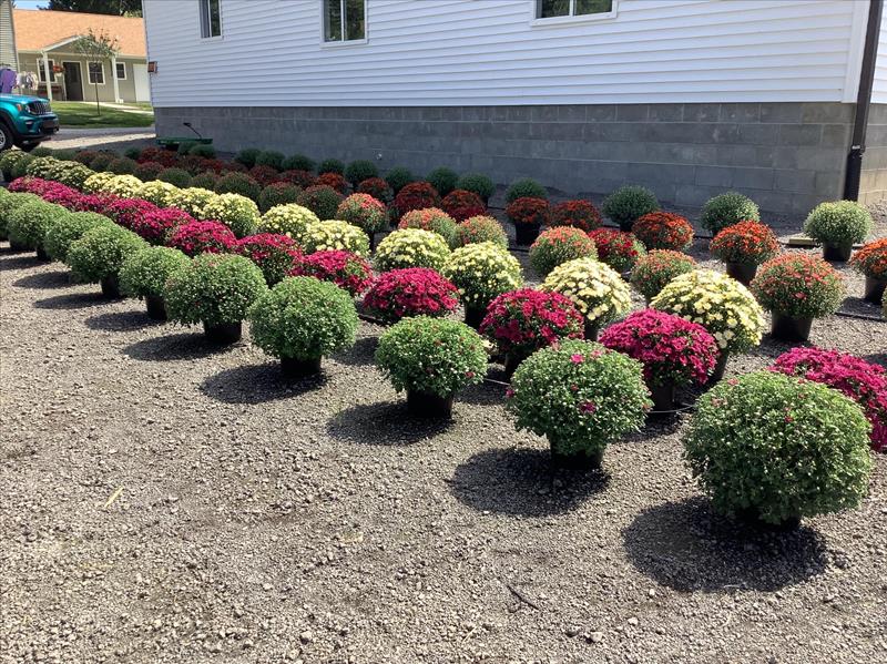 BackRoad Greenhouse Middlebury, IN